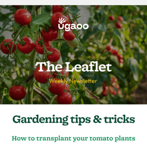 Get Your Plants Thriving: Learn How to Fertilize with Ugaoo's Weekly Blog!