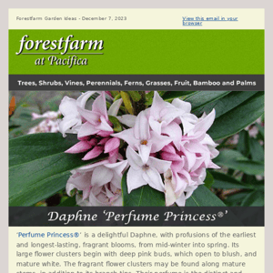 'Perfume Princess' Daphne