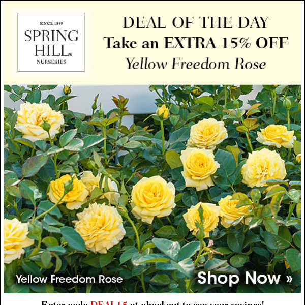 Deal of the Day: Yellow  Freedom Rose