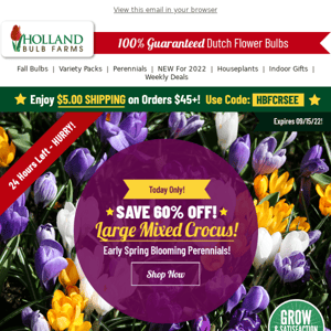 TODAY ONLY: 60% OFF Large Mixed Crocus!