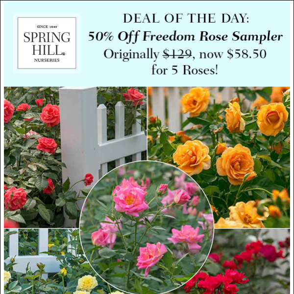 Deal of the Day: An EXTRA 50% Off Freedom Rose Sampler!!