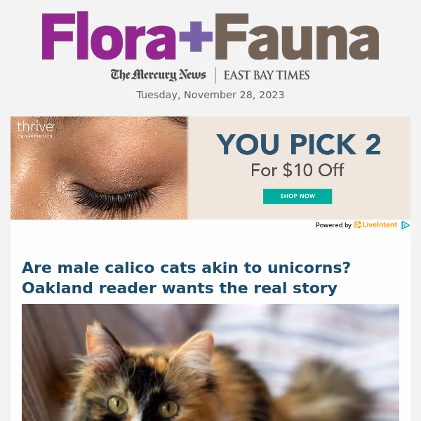 Are male calico cats akin to unicorns? Oakland reader wants the real story