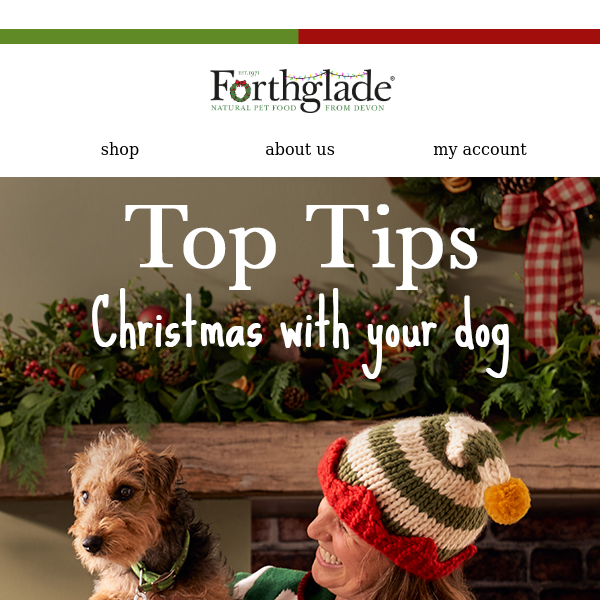 Christmas with your dog 🐶 Our top tips!