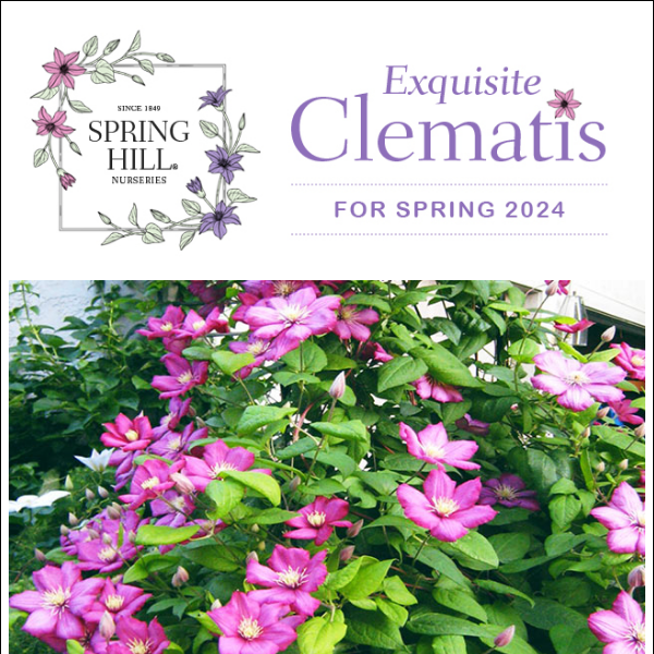 Love clematis? Check out renown expert's picks and tips for Spring '24