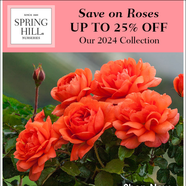 🌹 Up to 25% Off Roses 🌹