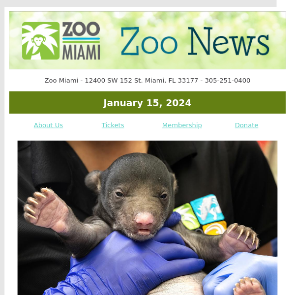 ZOO NEWS: Sloth Bears Born at Zoo Miami
