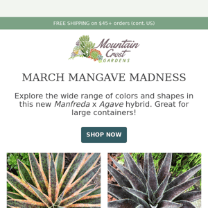 March Mangave Madness 🌵🍍