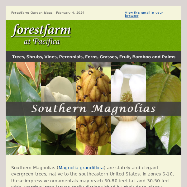 Sensational Southern Magnolias
