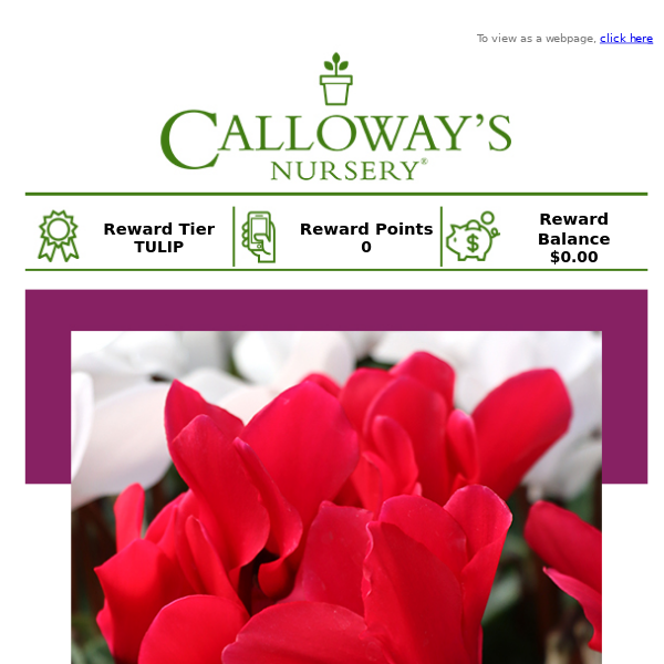 Bold and beautiful Cyclamen at 20% Off this Sunday!