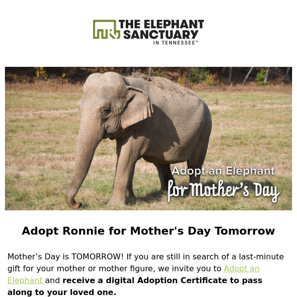 Last Minute Mother's Day Gift Idea: Adopt Ronnie! 🐘