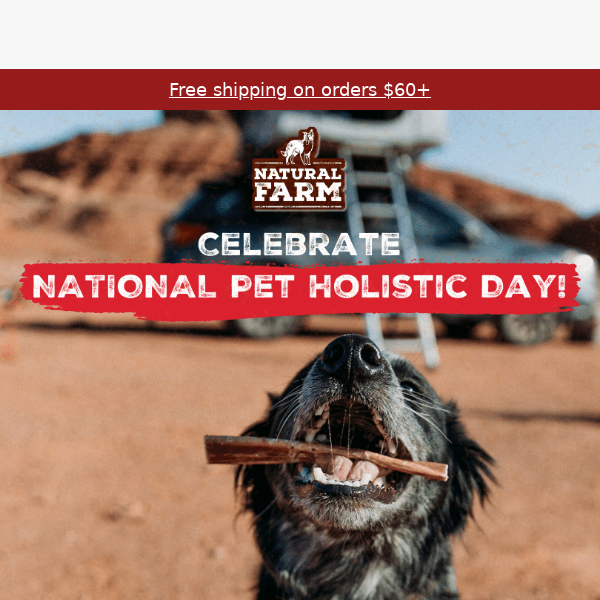 Embrace Pet Holistic Day - Optimal Wellbeing Awaits!