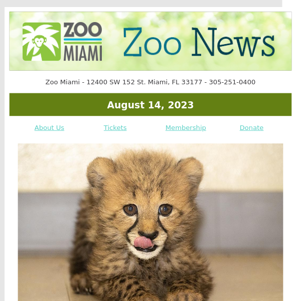 ZOO NEWS: New Cheetah Cub at Zoo Miami!