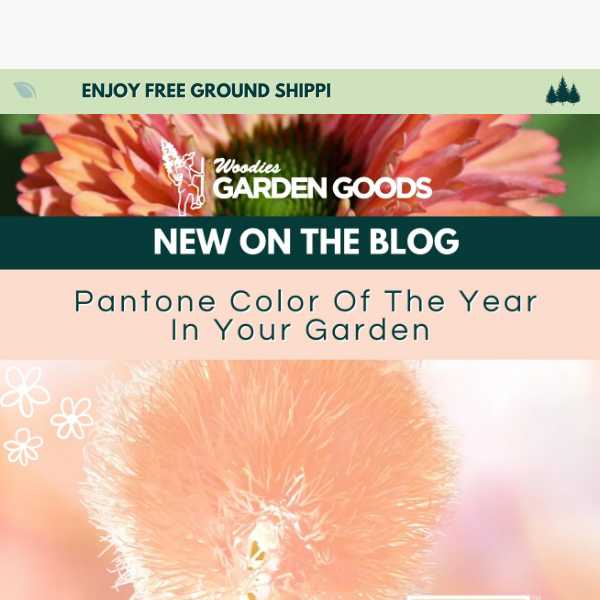 Pantone's 2024 Color Of The Year In Your Garden🍑