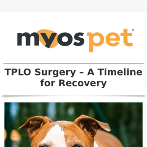 The Timeline for Recovery for TPLO Surgery in Dogs