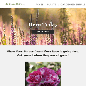 Low Inventory Alert: Show Your Stripes Grandiflora Rose