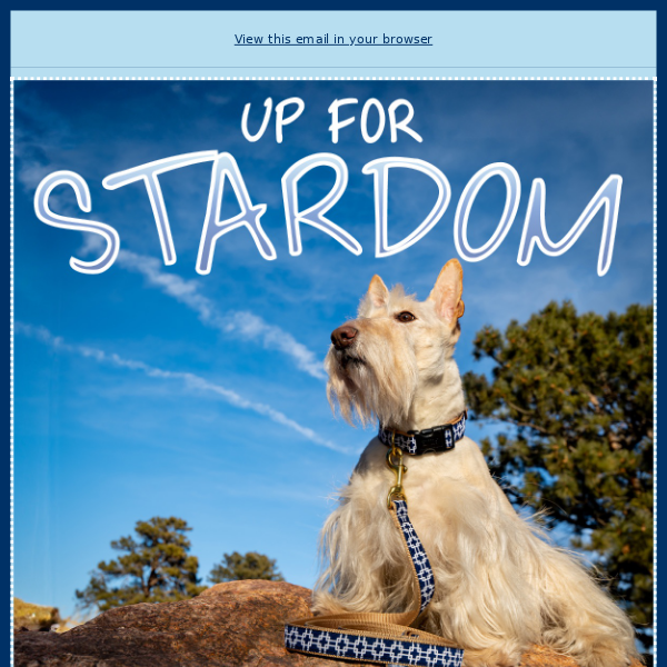 Up for Stardom is Here! 🌟