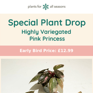 Highly Variegated Pink Princess