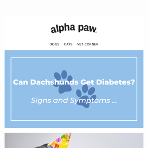Can Dachshunds Get Diabetes?