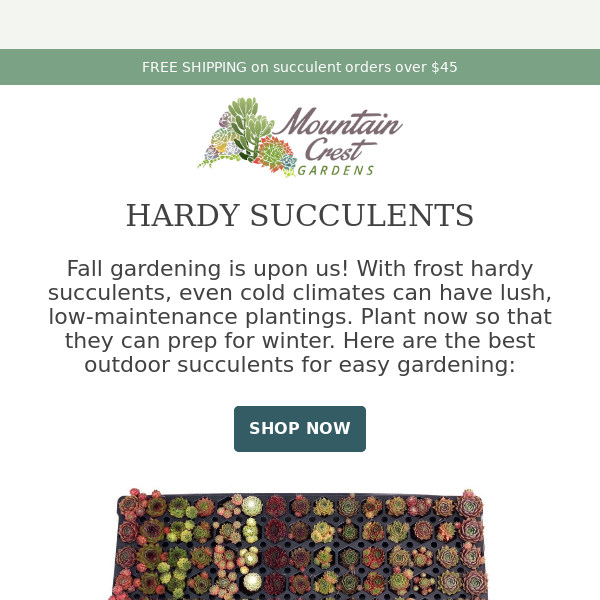 Now's the time for SUCCULENT GARDENS 🌵⛏️