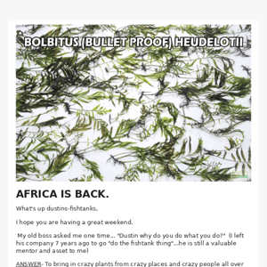 Africa plants are back in stock!