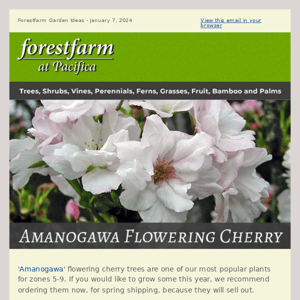 Amanogawa Flowering Cherry Trees