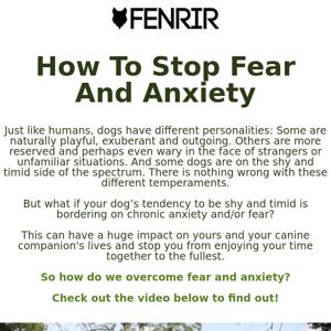 Does Your Dog Suffer From Fear And Anxiety?