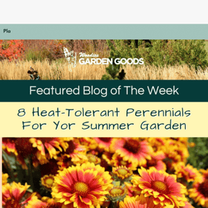 Hot Summer Savings! Up To 45% OFF Drought Tolerant Plants🔥