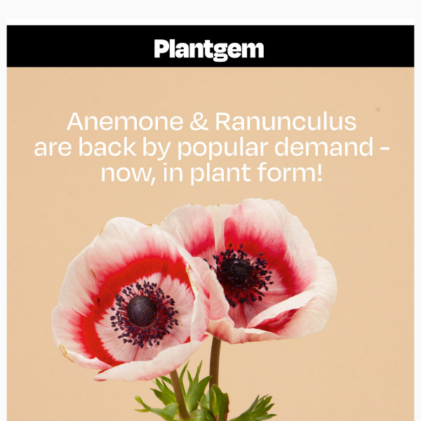 Anemone and Ranunculus PLANTS for sale 🙌