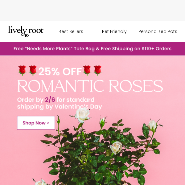 25% Off Miniature Roses 🌹💘