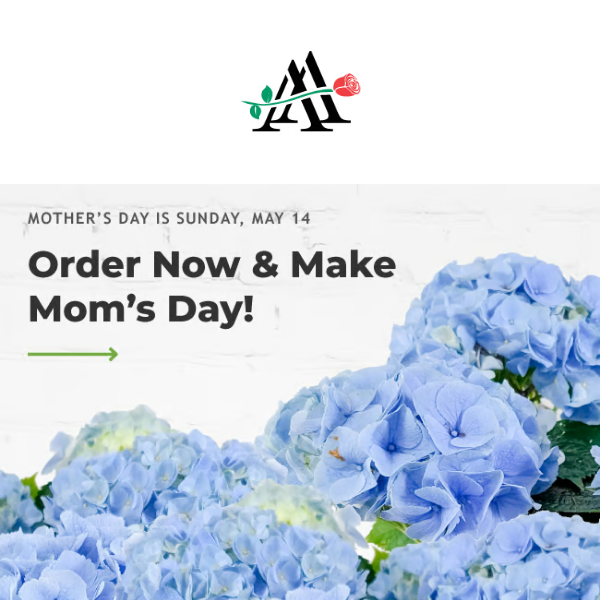 Because Mom Deserves the Best: Our 💐 Are All About Her!