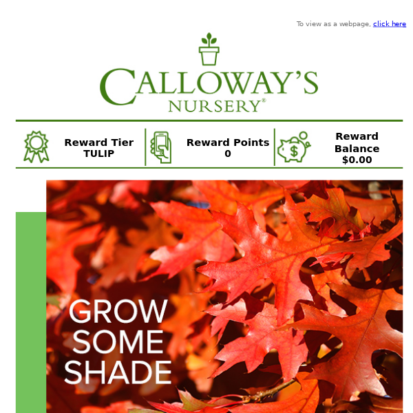 Plant for fall with 20% off Oak Trees!