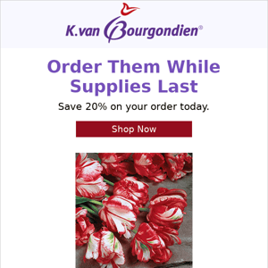 For Dutch Bulbs, the best deals on tulips.