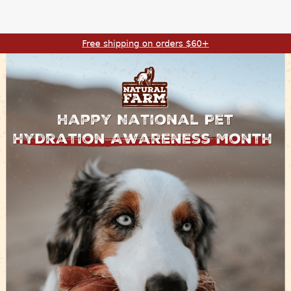 Hydrate Your Pets this National Pet Hydration Month!