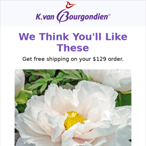 Peonies: Simply elegant and ship free today