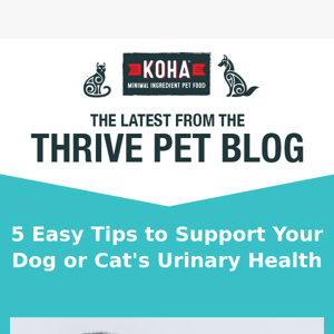 5 Easy Tips to Promote Your Dog's Urinary Health 🐶