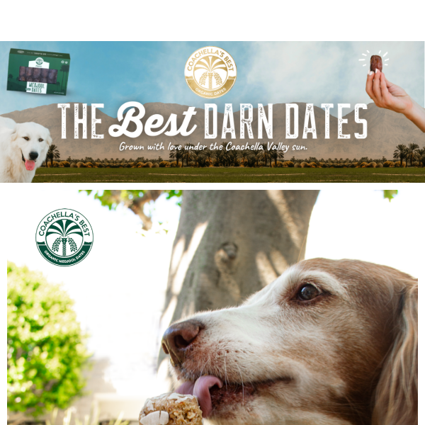 EASY NO-BAKE, DATE DOG TREATS 🐶🦴