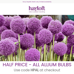 HALF PRICE - All Allium Bulbs