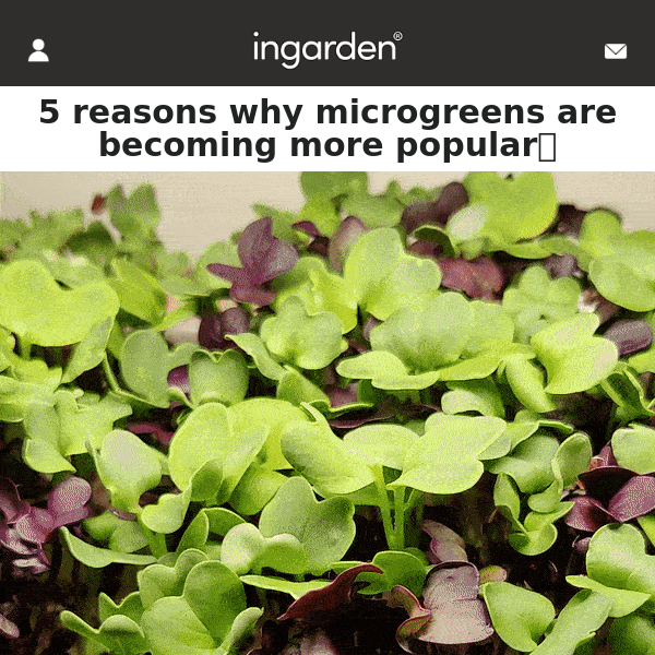 Why more and more people are growing microgreens [more info inside]