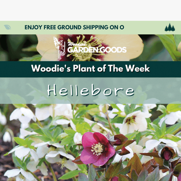 HUGE HELLEBORE SAVINGS!  Up To 40% OFF This Early Spring Bloomer!🌸