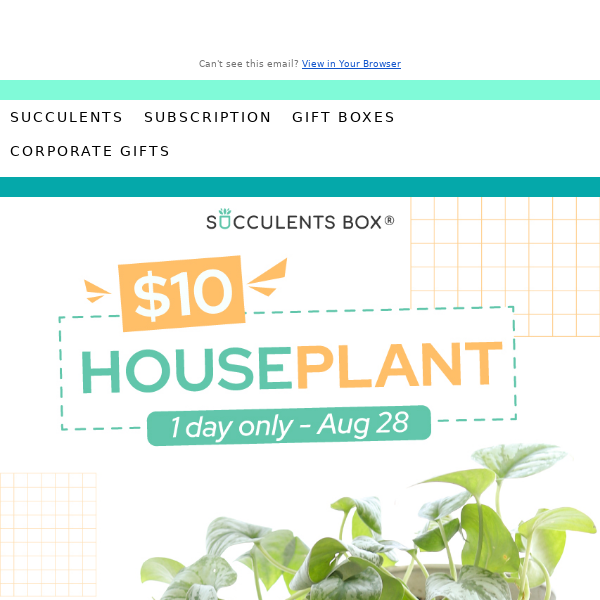 Houseplant, Now Just $10!