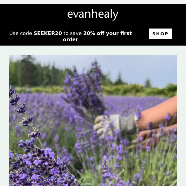 Enter the world of cooling and calming lavender