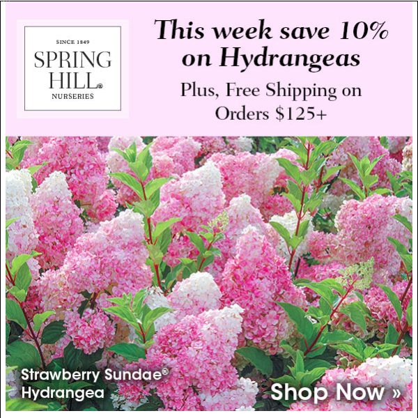 Get your flower fix with our 1-week Hydrangea Sale