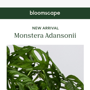 🧀 New Arrival Spotlight: Monstera Adansonii 🧀