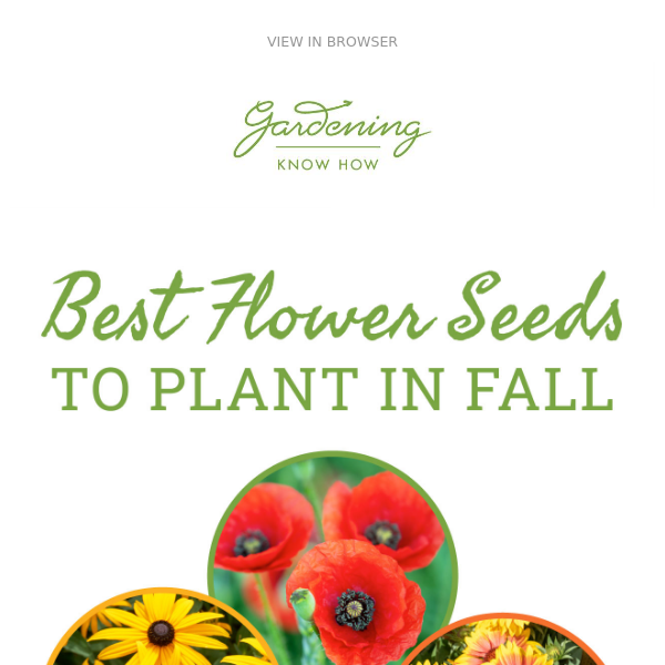 Flower Seeds To Plant In Fall + Why NOT To Clean Your Garden + Save Pumpkin Seeds 