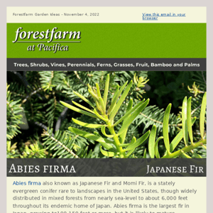 Another Rare Beauty: Abies firma