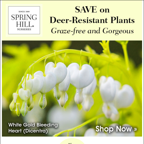 Create a Beautiful, Deer-Resistant Garden and Save Big - Up to 25% Off!