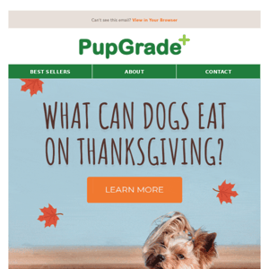 Can your dog have Thanksgiving food?