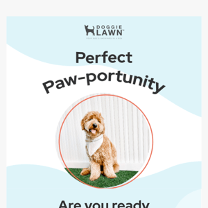 10% Off the Perfect Paw-portunity 🐾