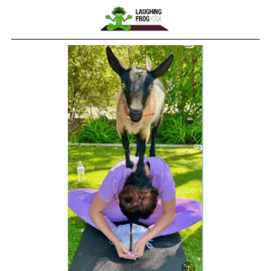 Give The Gift Of Goat & Puppy Yoga!