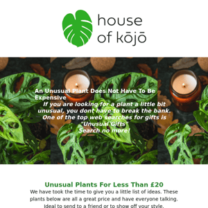 Unusual Plants for Less Than £20 💚